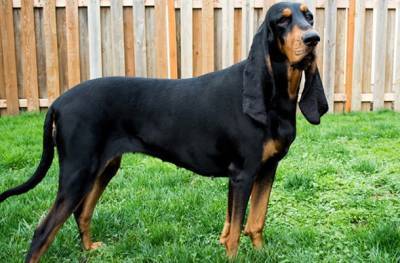 Собака из США с самыми длинными ушами в мире попала в Книгу рекордов Гиннеса и мира - cursorinfo.co.il - Сша