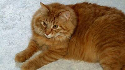Сша - Потенциально опасный для человека коронавирус нашли в крови кошек - 5-tv.ru - Сша - штат Теннесси