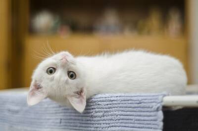 Американские ученые обнаружили в крови кошек опасный для людей коронавирус - news.vse42.ru - Сша - штат Теннесси