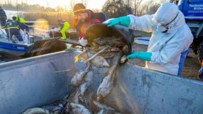 Германия - Тонны мертвой рыбы на берегах Рюгена: эксперты не могут установить причину загадочной гибели - germania.one - Германия