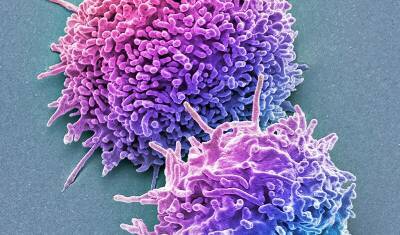 Nature: Не антитела, а иммунные клетки-убийцы способны противостоять "Омикрону" - newizv.ru - Юар - штат Массачусетс - Бостон - Кейптаун - Covid-19