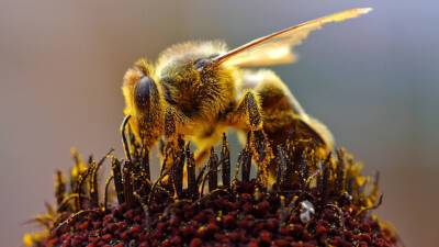 В Великобритании пчел поселили в жилые дома ради восстановления их популяции - mir24.tv - Англия