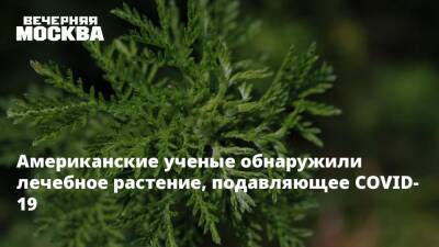 Андрей Крюков - Американские ученые обнаружили лечебное растение, подавляющее COVID-19 - vm.ru - Москва - Сша - Covid-19