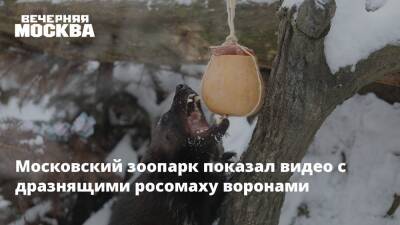 Московский зоопарк показал видео с дразнящими росомаху воронами - vm.ru - Китай - Япония - Токио