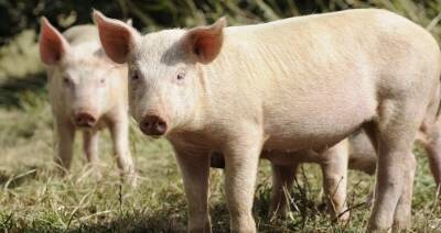 «Меры слишком сложны». Еврокомиссия оттягивает решение о помощи свиноводам - produkt.by - Китай - Евросоюз - Чехия