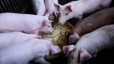 Ученые Университета штата Айовы объяснили, почему свиньи устойчивы к COVID-19 - inforeactor.ru - штат Айова - Covid-19