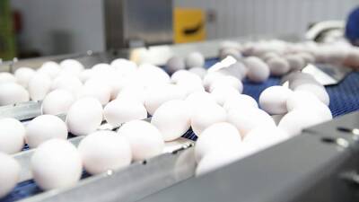 В Минсельхозе прокомментировали заявления о перебоях с импортом инкубационного яйца - iz.ru - Россия - Франция - Германия - Голландия - Евросоюз - Израиль