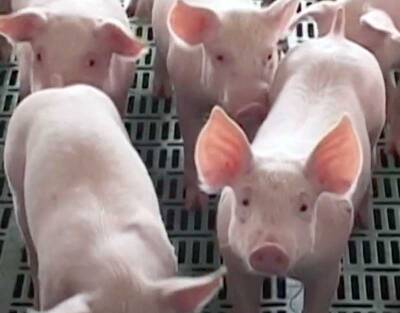 В Башкирии обнаружили африканскую чуму свиней - newsland.com - республика Башкирия