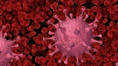 Китайские ученые нашли в ЮАР новый опасный коронавирус - inforeactor.ru - Юар