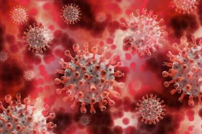 В ЮАР обнаружили новый потенциально опасный для человека коронавирус - pnp.ru - Китай - Юар