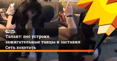 Талант: пес устроил зажигательные танцы и заставил Сеть хохотать - ridus.ru