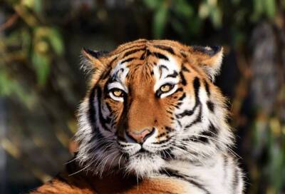 В Ленинградском зоопарке посетители смогут увидеть тигрицу Виолу на китайский Новый год - online47.ru - Санкт-Петербург