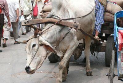 Вирус убил почти 100 000 коров в Индии - obzor.lt - Индия