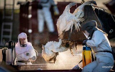 В Нидерландах продолжают уничтожать кур из-за вспышки птичьего гриппа - korrespondent.net - Украина - Китай - Голландия