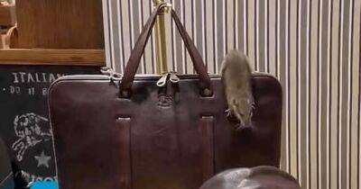 В витрине роскошного бутика Нью-Йорка на кожаном портфеле за $1000 разгуливала крыса - focus.ua - Украина - New York - Нью-Йорк - Нью-Йорк
