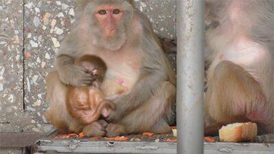 ВОЗ переименует оспу обезьян в Mpox, чтобы не стигматизировать обезьян - svoboda.org - Бразилия