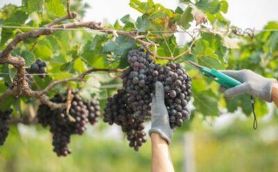 Виноградари Кипра объединятся в профсоюз? - vkcyprus.com - Евросоюз - Кипр
