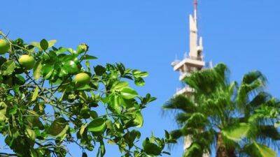 Раз и навсегда: можно ли есть плоды с деревьев у дома в Израиле - vesty.co.il - Израиль - Шанхай - Тель-Авив
