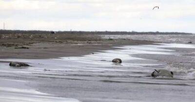 Район запуска ракет РФ: на берег Каспийского моря выбросило 2500 мертвых тюленейа - focus.ua - Россия - Украина - Австралия - республика Дагестан
