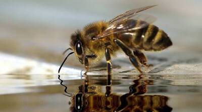 Пчелы и осы стали причиной массовой отмены авиарейсов в Великобритании - belta.by - Белоруссия - Англия