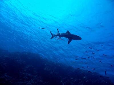 Ученые заметили за гигантскими акулами необычное поведение и мира - cursorinfo.co.il - Сша - Англия - Израиль - Ирландия