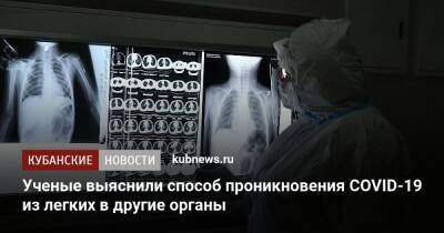 Ученые выяснили способ проникновения COVID-19 из легких в другие органы - kubnews.ru