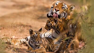 Флойд Мейвезер - Два котенка редкого бенгальского тигра родились в Бангладеш - mir24.tv - Индия - Приморье край - Бангладеш - Непал - Бутан - Дакка