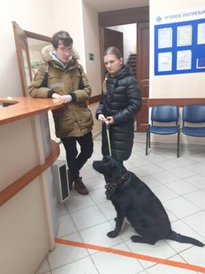 Ульяновские ветеринары сделали прививку лабрадору-поводырю - ulpravda.ru