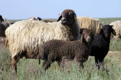 Шавкат Мирзиеев - Населению Узбекистана раздадут 350 тысяч овец и коз, а также льготные кредиты - eadaily.com - Узбекистан - Президент