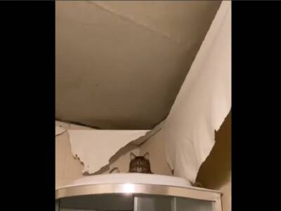 «Я вас прощаю»: кот разодрал натяжной потолок и убил хозяина своей реакцией - u24.ru