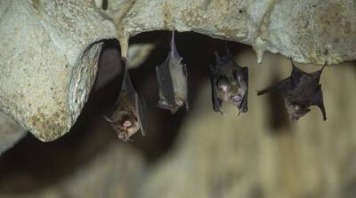 У летучих мышей из Лаоса обнаружили три новых вида коронавируса, которые могут быть опасны для человека - belta.by - Белоруссия - Лаос