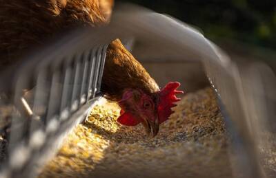 Птичий грипп обнаружен на голландской ферме: более 160 тысяч цыплят подлежат выбраковке и мира - cursorinfo.co.il - Голландия - Израиль