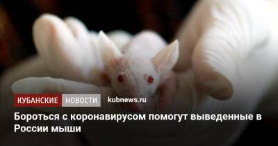 Бороться с коронавирусом помогут выведенные в России мыши - kubnews.ru - Россия