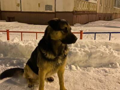Собаки тоже могут проявлять признаки горя - ufacitynews.ru - Италия