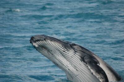 Свандис Сваварсдоттир - Исландия прекратит охоту на китов с 2024 года - aif.ru - Япония - Исландия