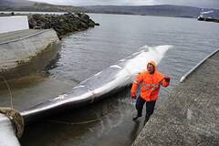 Свандис Сваварсдоттир - Исландия откажется от скандальной древней традиции убийства китов - rusjev.net - Япония - Норвегия - Исландия
