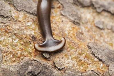 Ученые обнаружили в Европе странного плоского червя и назвали его в честь коронавируса и мира - cursorinfo.co.il - Франция - Италия - Израиль