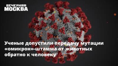 Сергей Альховский - Ученые опасаются, что животные мутации коронавируса обратно передадутся человеку - vm.ru - Россия