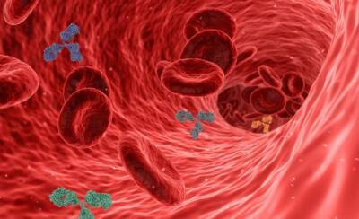 Ученые из США обнаружили антитела к "омикрону" в крови диких оленей - news.vse42.ru - Сша
