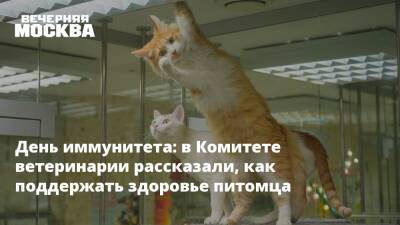 День иммунитета: в Комитете ветеринарии рассказали, как поддержать здоровье питомца - vm.ru