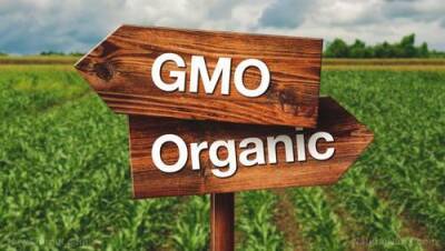 Исследование: ГМО вредны, их следует избегать любой ценой - argumenti.ru