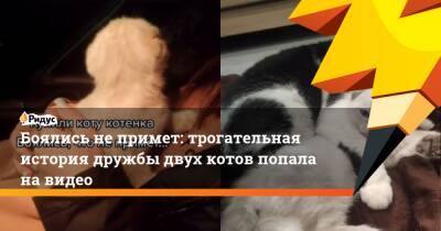Боялись не примет: трогательная история дружбы двух котов попала на видео - ridus.ru