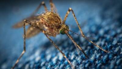 В США впервые выпущены в дикую природу генетически модифицированные комары - argumenti.ru - Сша - Бразилия - Малайзия - Панама