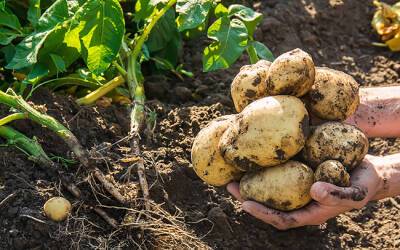 Хороший урожай картофеля: как подготовить клубни и выбрать сорт - afanasy.biz