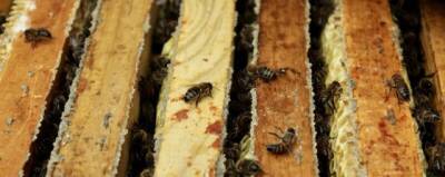Проведение международного конгресса пчеловодов «Апимондия» в Уфе отменили - runews24.ru - Уфа - республика Башкирия