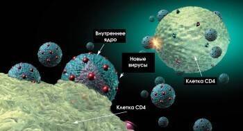Какое влияние на организм человека оказывает ВИЧ-инфекция - vologda-poisk.ru