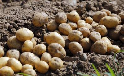 Дефицита картошки не будет, считают в Минсельхозе. В этом году планируется вырастить около 4,1 млн тонн картофеля - podrobno.uz - Узбекистан - Венгрия - Ташкент - Ташкентская обл.