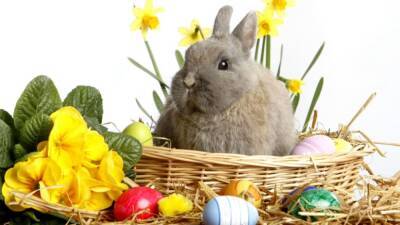 Германия - Светлый праздник Воскресения Христова: кролик, яйца и другие вопросы связанные с Пасхой - germania.one - Германия