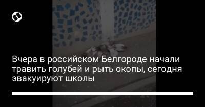 Вчера в российском Белгороде начали травить голубей и рыть окопы, сегодня эвакуируют школы - liga.net - Россия - Украина - Киев - Белгород