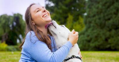 Смертельно опасно. Ученые говорят, что хозяевам собак нужно отказаться от "поцелуев" с питомцами - focus.ua - Украина - Лиссабон